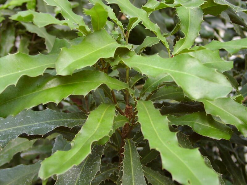 معرفی و راهنمای پرورش درختان میوه - ماکادمیا